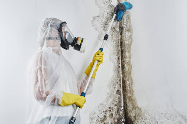 Best Black Mold Removal  in Naval Academy, MD