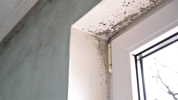 Best Mold Remediation  in Naval Academy, MD