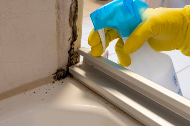 Best Toxic Mold Removal  in Naval Academy, MD