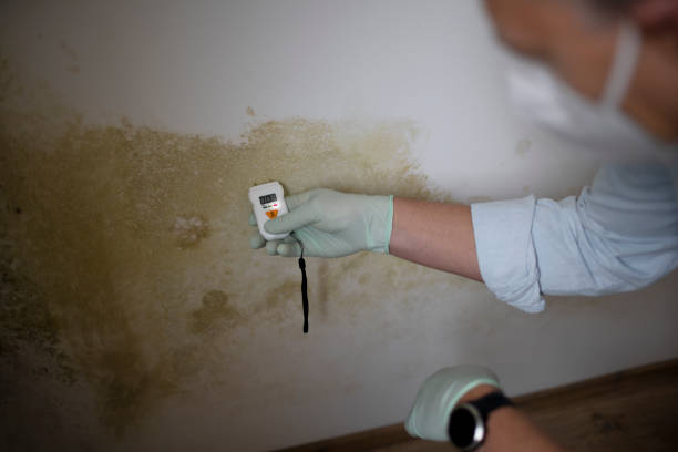 Trusted Naval Academy, MD Mold Removal Experts