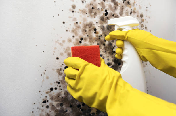 Best Affordable Mold Removal  in Naval Academy, MD