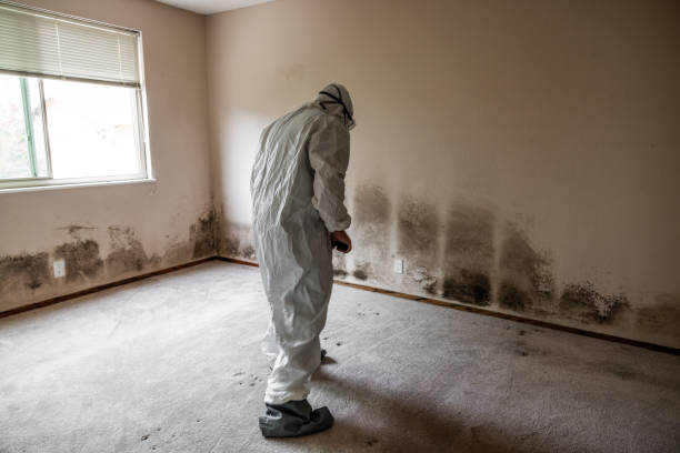 Best Mold Damage Repair  in Naval Academy, MD