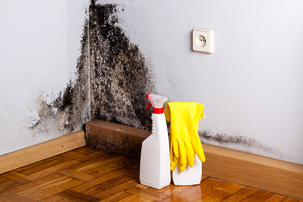 Best Fast Mold Removal  in Naval Academy, MD