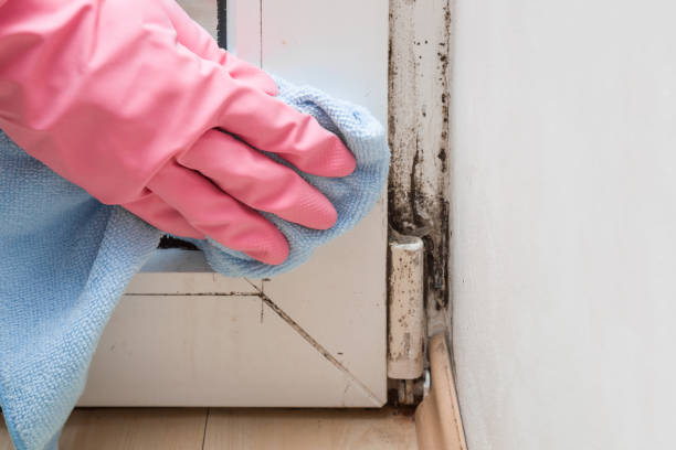 Best Fast Mold Removal  in Naval Academy, MD